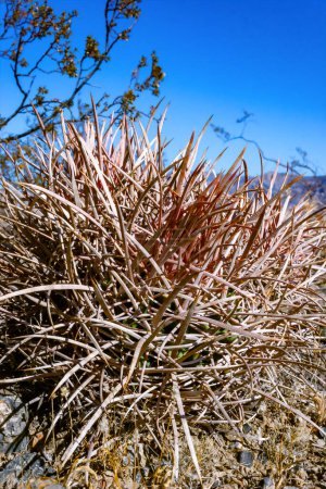 Echinocactus polycephalus, Paisaje del desierto con cactus en California. Bola de cañón, Top de algodón, Cactus de cañón de muchas cabezas 