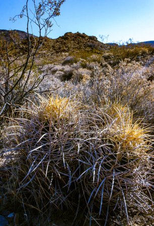 Echinocactus polycephalus, Paisaje del desierto con cactus en California. Bola de cañón, Top de algodón, Cactus de cañón de muchas cabezas 