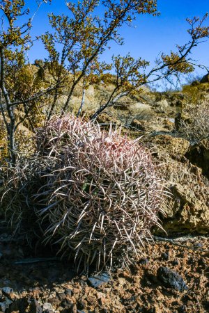 Echinocactus polycephalus, Desert landscape with cacti in the California. Cannonball, Cotton top, Many-headed Barrel Cactus 
