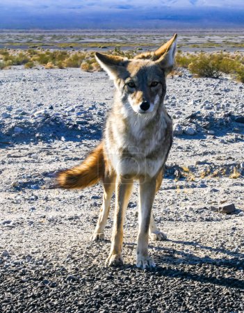 ein amerikanischer coyote (canis latrans) in der nähe der straße im death valley, arizona 