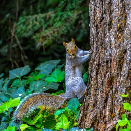 Gray Squirrel (Sciurus carolinensis) On a tree in the park, Manhattan, New York, USA