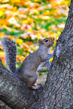 Gray Squirrel (Sciurus carolinensis) On a tree in the park, Manhattan, New York, USA