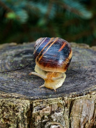 Helix albescens - Snail crawling in search of food in the garden, Ukraine