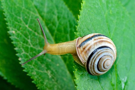 Cepaea vindobonensis - crawling land lung mollusk with a yellow body in the garden, Ukraine