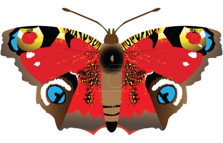 Illustration for Beautifull Peacock Eye butterfly artistic design; beautifull buuterfly with colorful wings - Royalty Free Image