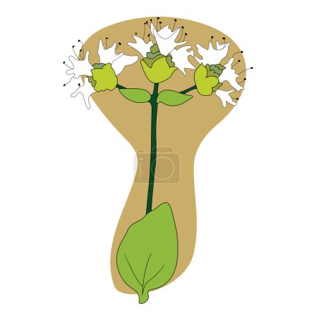 Illustration for Cute little twig of oregano with white flowers; artistic design with outline of oregano twig with flowers - Royalty Free Image