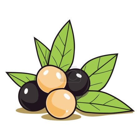 Ilustración de Un vector esquemático de nueces de macadamia, con las cáscaras agrietadas junto con hojas detalladas - Imagen libre de derechos