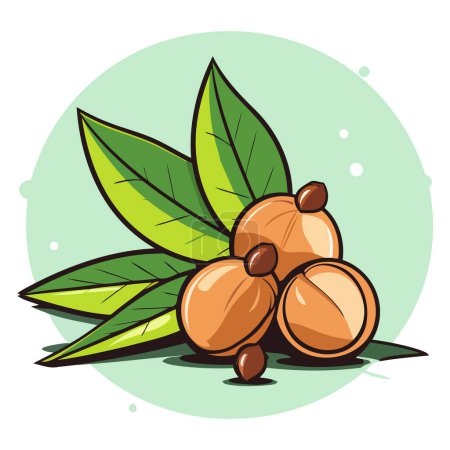 Ilustración de Un vector esquemático de nueces de macadamia, con las cáscaras agrietadas junto con hojas detalladas - Imagen libre de derechos