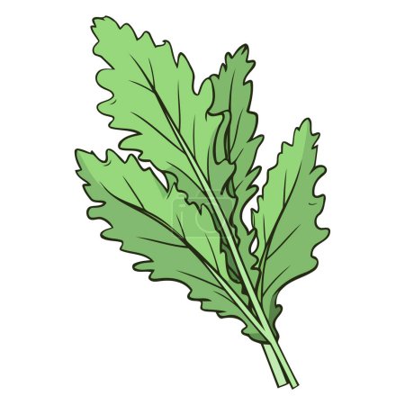Ilustración de Un icono basado en vectores de lechuga mizuna, con un contorno distinto con hojas con volantes - Imagen libre de derechos