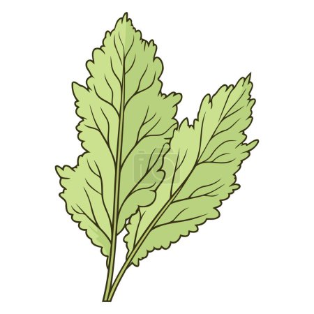 A vector based icon of mizuna lettuce, featuring a distinct outline with frilly leaves