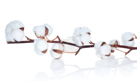 Téléchargez les photos : Coton Fleur sur fond blanc délicat, concept créatif naturel - en image libre de droit