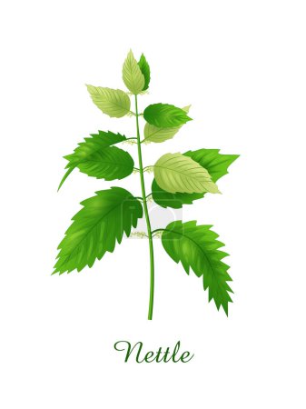 Illustration for Nettle plant, green grasses herbs and plants collection, realistic vector illustration - Royalty Free Image