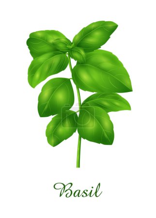 Illustration pour Basilic, herbe verte alimentaire collection d'herbes et de plantes, illustration vectorielle réaliste - image libre de droit