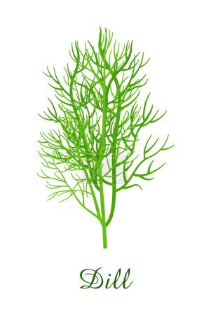 Planta de eneldo, hierba verde de alimentos colección de hierbas y plantas, ilustración vectorial realista