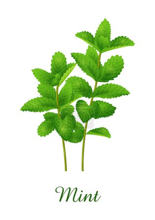 Illustration for Mint plant, food green grasses herbs and plants collection, realistic vector illustration - Royalty Free Image