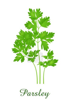 Persil, herbe verte alimentaire collection d'herbes et de plantes, illustration vectorielle réaliste