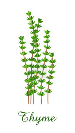 Téléchargez les illustrations : Thym plante, herbe verte alimentaire collection d'herbes et de plantes, illustration vectorielle réaliste - en licence libre de droit
