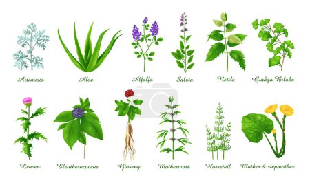 Ilustración de Conjunto de hierbas medicinales verdes hierbas y plantas, ilustración vectorial realista primer plano - Imagen libre de derechos