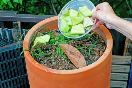 Foto de Hembra mano verter melón melón cáscaras y semillas sobrantes de alimentos para compost bin para crear fertilizante orgánico - Imagen libre de derechos