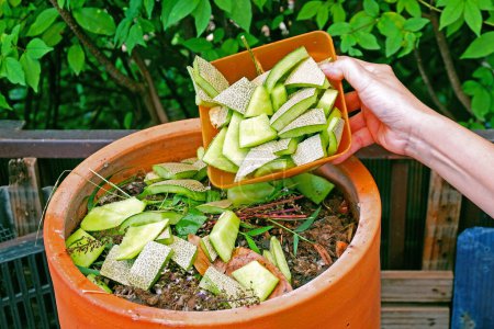 Foto de Hembra mano verter melón melón cáscaras y semillas sobrantes de alimentos para compost bin para crear fertilizante orgánico - Imagen libre de derechos