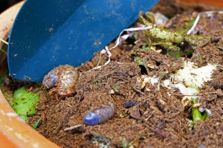 Téléchargez les photos : Gros plan du panier de restes de nourriture et d'insectes, engrais organique dans le bac à compost - en image libre de droit