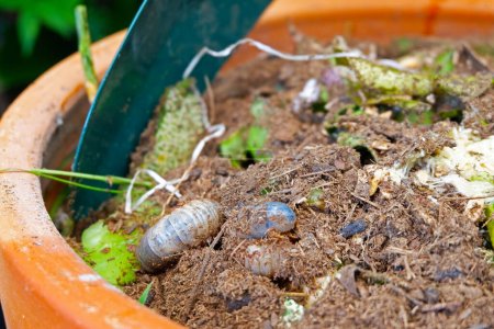 Téléchargez les photos : Gros plan du panier de restes de nourriture et d'insectes, engrais organique dans le bac à compost - en image libre de droit