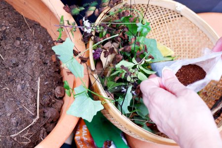 Téléchargez les photos : Gros plan du panier de restes de feuilles et d'herbes alimentaires, préparant de l'engrais organique dans un bac à compost - en image libre de droit
