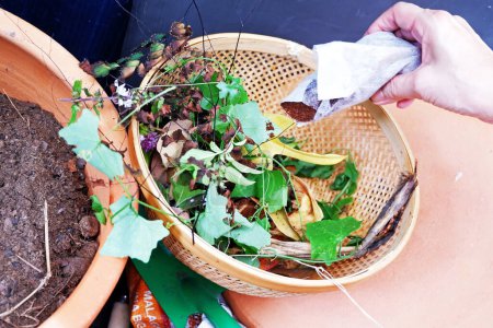 Foto de Primer plano de la cesta de sobras de hojas de alimentos y hierbas, la preparación de fertilizante orgánico en el contenedor de compost - Imagen libre de derechos