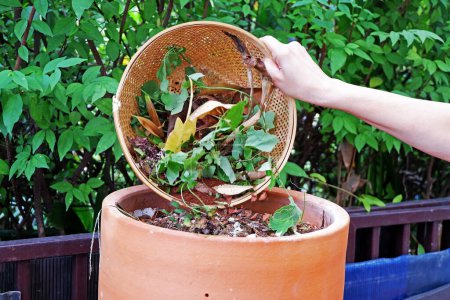 Téléchargez les photos : Gros plan du panier de restes de feuilles et d'herbes alimentaires, préparant de l'engrais organique dans un bac à compost - en image libre de droit