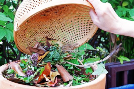 Photo for Closeup of basket of leftover food leaves and herbs, preparing organic fertilizer in compost bin - Royalty Free Image