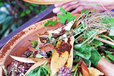 Photo for Closeup of basket of leftover food leaves and herbs, preparing organic fertilizer in compost bin - Royalty Free Image
