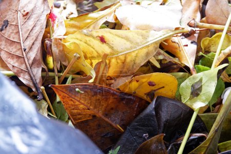 Photo for Autumn leaves on a ground, fall season Sustainability organic fertilizer dry leaves pile covering earth control global warming composting gardening backyard home plant copy space stock photo - Royalty Free Image