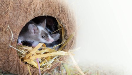 Haustierpflege, Fancy Mouse, eine farbige Maus sitzt in einem Haus aus Kokosnuss auf weißem Hintergrund mit Kopierraum