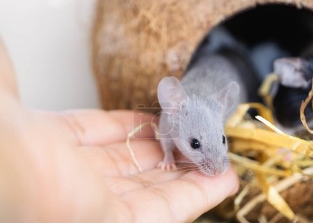 Une petite souris domestique grise est assise sur une main de personnes. Contact et interaction entre les humains et les animaux. Prendre soin des animaux.Souris fantaisie