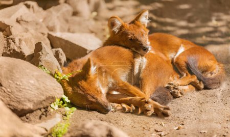 Photo for Indian Dhole Wild dog puppy in beautiful light - Royalty Free Image