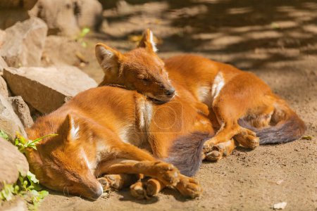 Photo for Two sleeping dholes lie near stones in nature on a sunny day. Life of wild animals. - Royalty Free Image