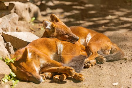 Téléchargez les photos : Deux trous de couchage, Cuon alpinus, chien sauvage d'Asie et d'Inde, chien rouge, loup rouge et loup de montagne - est inscrit comme espèce en voie de disparition sur la Liste rouge de l'UICN, en tant que populations - en image libre de droit