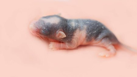 Photo for 5th day of life satin mouse. Gentle, small blind and hairless mouse close-up lies on a peach-pink background with copy space. Color of the year 2024 - peach Fuzz. Care, tenderness, small rodent, pet - Royalty Free Image