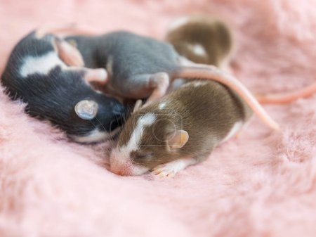 Photo for Sleeping three baby satin mice close-up on a fluffy pink background. Decorative, domestic mouse. Blind baby mice, rodents on the 11th day of life. A pet. Small mammal. Tenderness, family. - Royalty Free Image