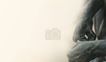 Photo for Monkey paws close-up on a light background with copy space. Hand care, manicure, hairy paws, human and ape identity - Royalty Free Image