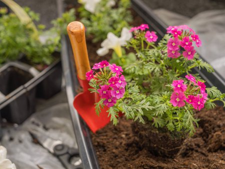 Balkonverbene Hybride. Balkonblumen pflanzen. Frühjahrsarbeit, Balkondekoration. Balkon- und Gartenpflanzen