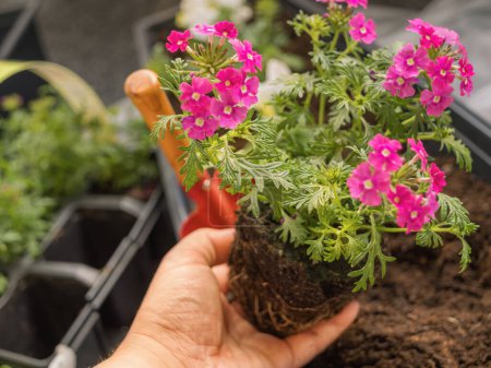 Flieder Eisenkraut blüht in einer Frauenhand. Balkonblumen pflanzen. Frühjahrsarbeit, Balkondekoration. Balkon- und Gartenpflanzen. Hobby