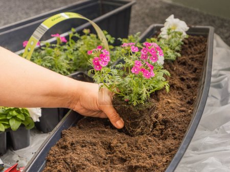 Téléchargez les photos : Planter des fleurs de balcon. Travail de printemps, décoration de balcon. Balcon et des plantes de jardin - en image libre de droit
