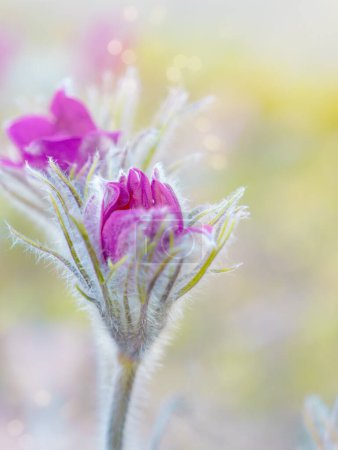 Pulsatilla vulgaris, Pasque flower, beautiful spring flowers, , purple plant macro, dream grass.