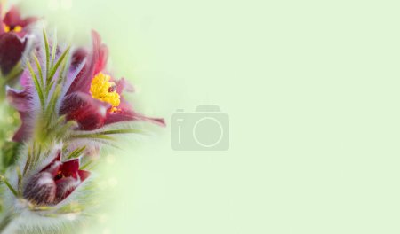 Banner with spring flowers with copy space, bokeh, Pulsatilla vulgaris, international womens day, March 8, birthday, mothers day.