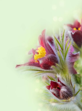 Pulsatilla vulgaris aus nächster Nähe, Frühlingsblumen, internationaler Frauentag, 8. März, Geburtstag, Muttertag.