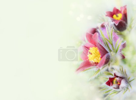 Flowers of the Windflower or Pulsatilla Patens, Pulsatilla vulgaris. Banner with spring flowers with copy space, bokeh, international womens day, March 8, birthday, mothers day.
