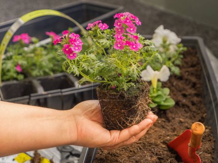 Flieder Eisenkraut blüht in einer Frauenhand. Balkonblumen pflanzen. Frühjahrsarbeit, Balkondekoration. Balkon- und Gartenpflanzen. Hobby.