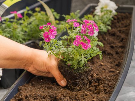 Planting verbena flowers in the ground of balcony containers. Spring work, balcony decoration. Balcony and garden plants.