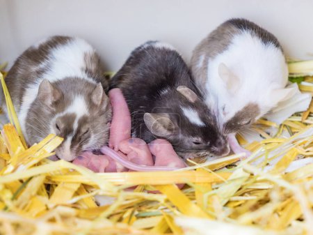 Neugeborene blinde Mäuse und erwachsene Mäuse auf Heu. Kleine Nagetiere. Haustiere: Mäuse aus Satin, Lieblingstiere der Kinder.
